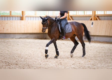 Hannoveraner, Stute, 15 Jahre, 170 cm, Brauner
