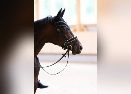 Hannoveraner, Stute, 15 Jahre, 170 cm, Brauner