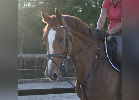 Hannoveraner, Stute, 15 Jahre, 170 cm, Fuchs