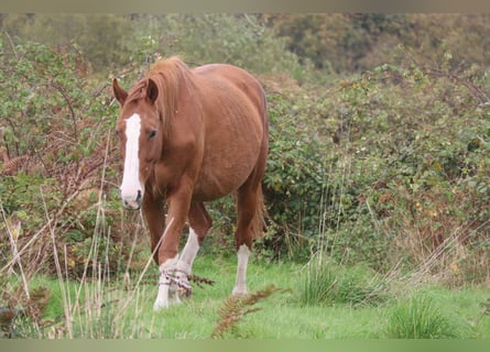 Hannoveraner, Stute, 15 Jahre, 170 cm, Fuchs