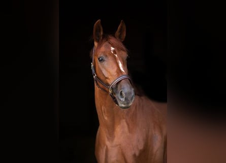 Hannoveraner, Stute, 15 Jahre, 170 cm, Fuchs