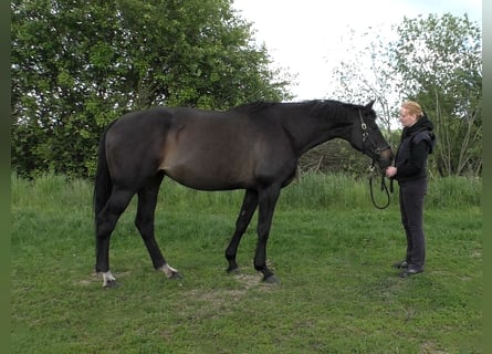 Hannoveraner, Stute, 15 Jahre, 170 cm, Schwarzbrauner