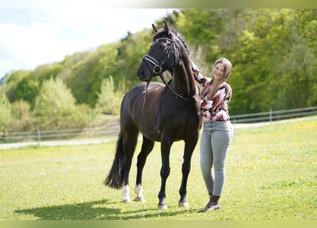 Hannoveraner, Stute, 16 Jahre, 155 cm, Rappe