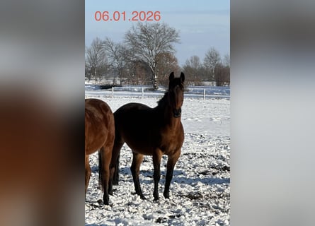 Hannoveraner, Stute, 16 Jahre, 164 cm, Brauner