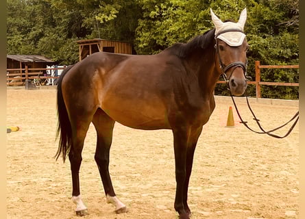 Hannoveraner, Stute, 16 Jahre, 165 cm, Brauner