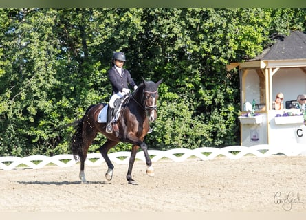 Hannoveraner, Stute, 16 Jahre, 165 cm, Dunkelbrauner