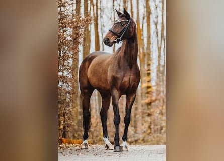 Hannoveraner, Stute, 16 Jahre, 170 cm, Brauner