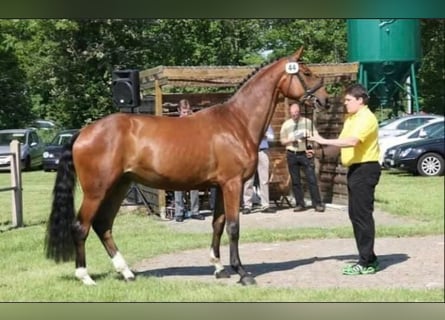 Hannoveraner, Stute, 16 Jahre, 170 cm, Brauner