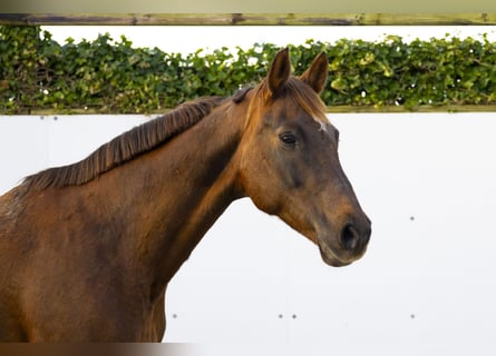 Hannoveraner, Stute, 17 Jahre, 166 cm, Dunkelbrauner