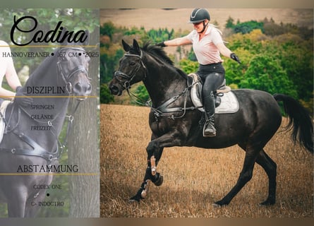 Hannoveraner, Stute, 17 Jahre, 167 cm, Schwarzbrauner
