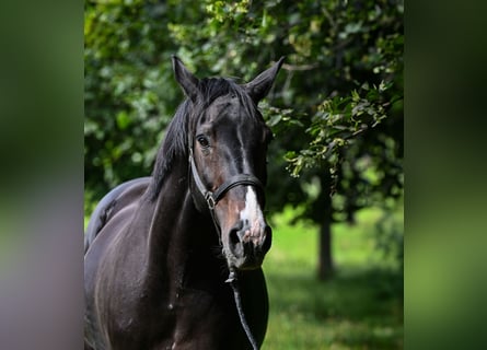 Hannoveraner, Stute, 17 Jahre, 172 cm, Dunkelbrauner