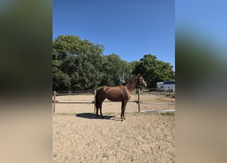 Hannoveraner, Stute, 17 Jahre, 173 cm, Dunkelfuchs