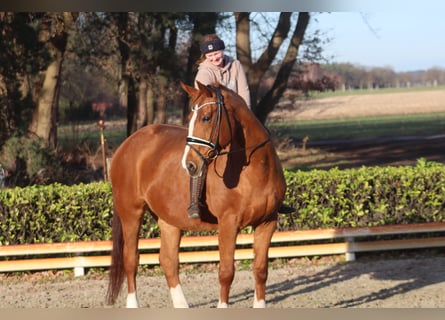 Hannoveraner, Stute, 17 Jahre, 173 cm, Fuchs