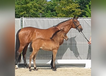 Hannoveraner, Stute, 18 Jahre, 167 cm, Brauner