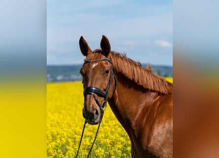 Hannoveraner, Stute, 18 Jahre, 168 cm, Fuchs