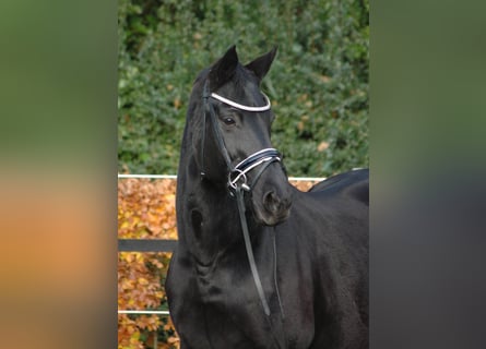 Hannoveraner, Stute, 19 Jahre, 165 cm, Schwarzbrauner