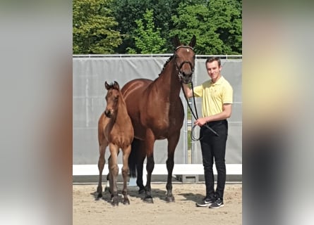 Hannoveraner, Stute, 19 Jahre, 167 cm, Brauner