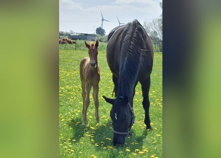 Hannoveraner, Stute, 19 Jahre, Schwarzbrauner