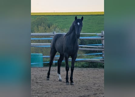 Hannoveraner, Stute, 1 Jahr, 164 cm, Dunkelbrauner
