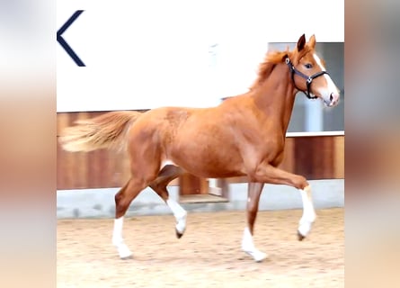 Hannoveraner, Stute, 1 Jahr, 168 cm, Fuchs