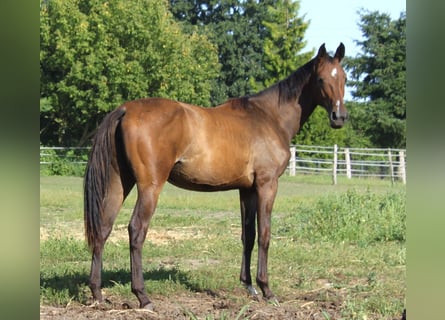 Hannoveraner, Stute, 1 Jahr, 170 cm, Brauner