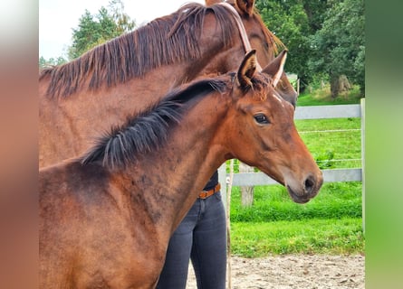 Hannoveraner, Stute, 1 Jahr, 170 cm, Brauner