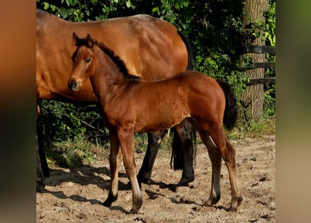 Hannoveraner, Stute, 1 Jahr, 170 cm, Brauner