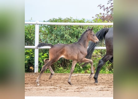 Hannoveraner, Stute, 1 Jahr, 170 cm, Dunkelbrauner