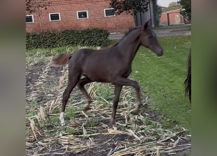 Hannoveraner, Stute, 1 Jahr, 170 cm, Dunkelfuchs