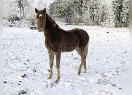 Hannoveraner, Stute, 1 Jahr, 170 cm, Fuchs