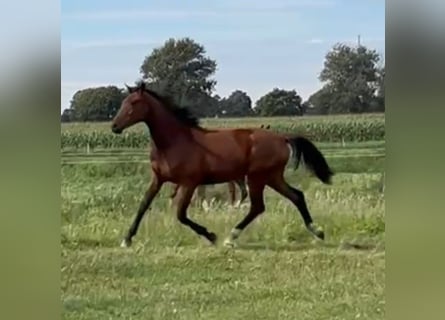Hannoveraner, Stute, 1 Jahr, 172 cm, Brauner