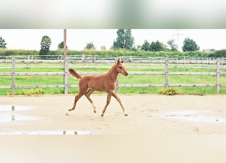 Hannoveraner, Stute, 1 Jahr, 173 cm, Dunkelfuchs