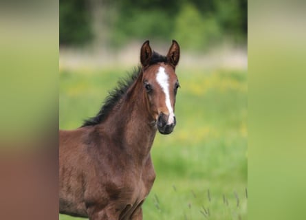 Hannoveraner, Stute, 1 Jahr, Brauner