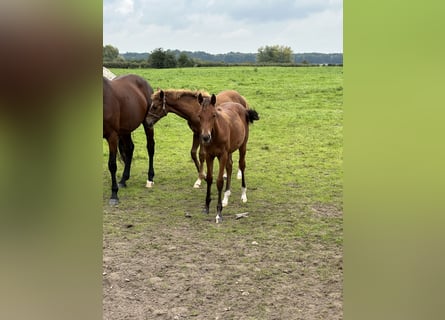 Hannoveraner, Stute, 1 Jahr, Brauner