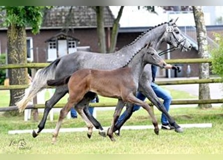 Hannoveraner, Stute, 1 Jahr, Brauner