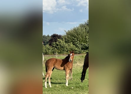 Hannoveraner, Stute, 1 Jahr, Brauner