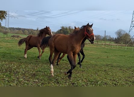 Hannoveraner, Stute, 1 Jahr, Brauner