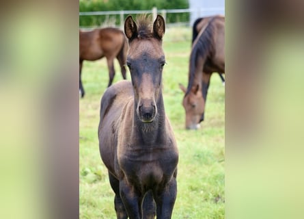 Hannoveraner, Stute, 1 Jahr, Rappe