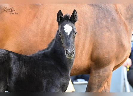 Hannoveraner, Stute, 1 Jahr, Rappe