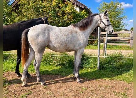 Hannoveraner, Stute, 1 Jahr, Schimmel