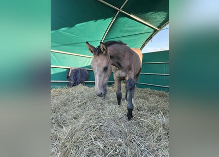 Hannoveraner, Stute, 1 Jahr, Schimmel