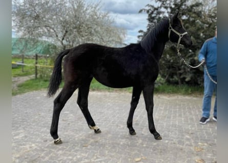 Hannoveraner, Stute, 1 Jahr, Schwarzbrauner