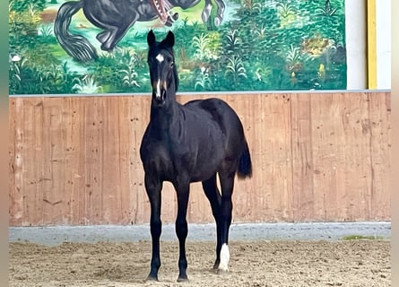 Hannoveraner, Stute, 1 Jahr, Schwarzbrauner