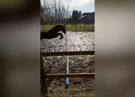 Hannoveraner, Stute, 1 Jahr