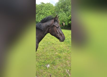 Hannoveraner, Stute, 1 Jahr