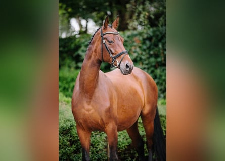 Hannoveraner, Stute, 20 Jahre, 166 cm, Dunkelbrauner