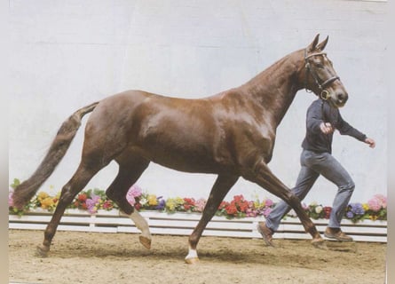 Hannoveraner, Stute, 21 Jahre, 172 cm, Dunkelfuchs