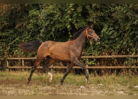 Hannoveraner, Stute, 2 Jahre, 147 cm, Braunfalbschimmel