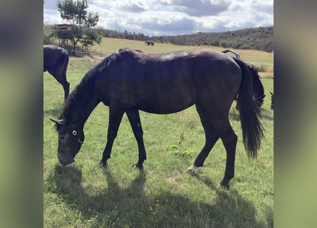 Hannoveraner, Stute, 2 Jahre, 150 cm, Rappschimmel