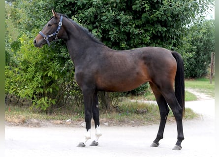 Hannoveraner, Stute, 2 Jahre, 155 cm, Dunkelbrauner